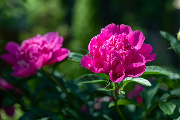 Розовые Пионы Пеония Летнем Саду — стоковое фото