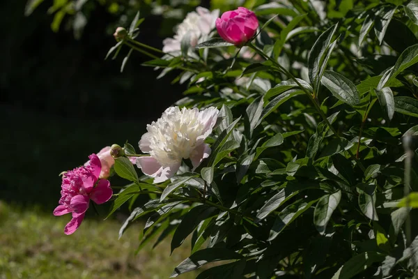 Peonie Rosa Bianche Paeonia Nel Giardino Estivo — Foto Stock