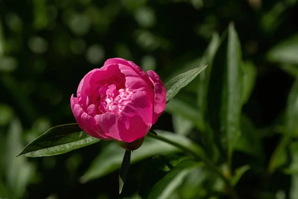 Pivoines Roses Paeonia Dans Jardin Été — Photo