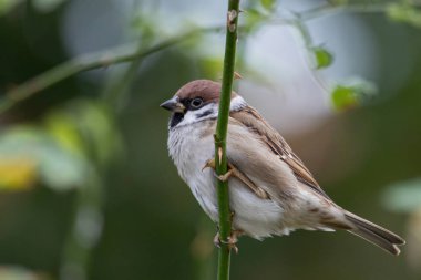 Şehirde Avrasya ağaç serçesi (Passer montanus)