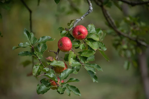 Κόκκινα Μήλα Στο Κλαδί Της Μηλιάς Στον Οπωρώνα Του Φθινοπώρου — Φωτογραφία Αρχείου