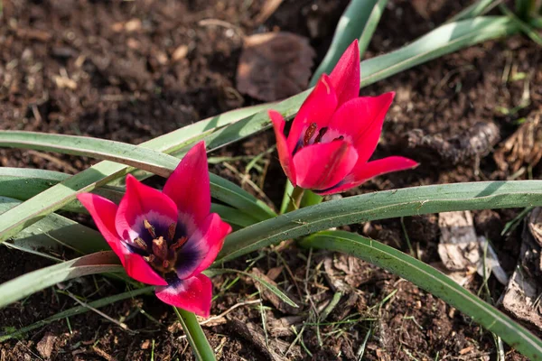 Tulipa Orphanidea Flava Nel Giardino Primaverile — Foto Stock