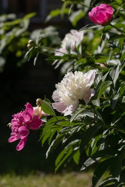 Розовые Белые Пионы Paeonia Летнем Саду — стоковое фото