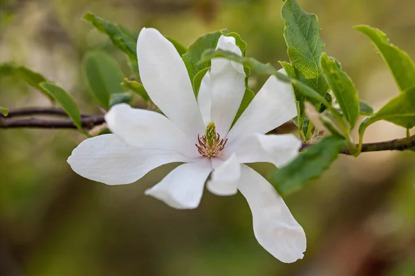 Magnolia Estelar Magnolia Stellata Árbol Con Flores Jardín —  Fotos de Stock