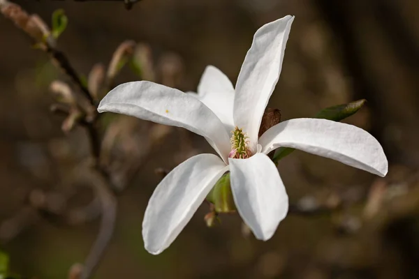 Star Magnolia Magnolia Stellata Flowering Tree Garden — Stock Photo, Image