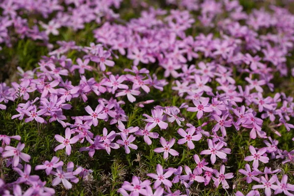 Esteira Flox Rastejante Phlox Subulata Jardim Primavera — Fotografia de Stock