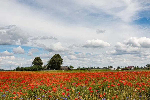 Paisaje Rural Con Campo Cultivo Las Amapolas Maíz Papaver Rhoeas —  Fotos de Stock