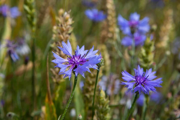 Flores Milho Centaurea Cyanus São Ervas Daninhas Agrícolas Comuns — Fotografia de Stock