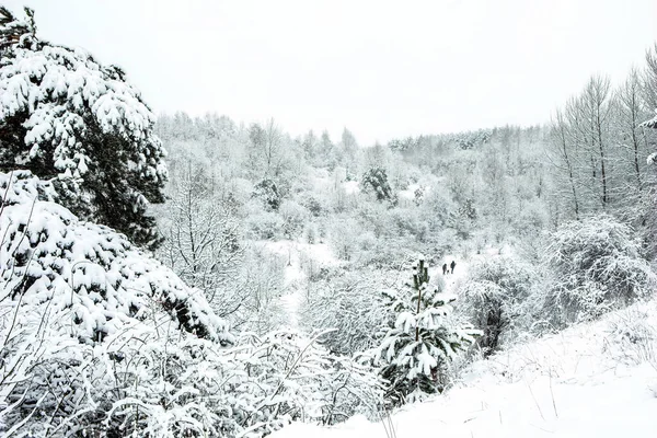 Schneebedeckte Bäume Der Vereisten Waldlandschaft Winter Seskines Ozas Park Vilnius — Stockfoto