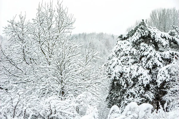 Árvores Nevadas Cenário Florestal Fosco Inverno Parque Seskines Ozas Vilnius — Fotografia de Stock