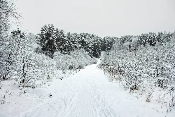 Snöiga Träd Det Frostade Skogslandskapet Vintern Seskines Ozas Park Vilnius — Stockfoto