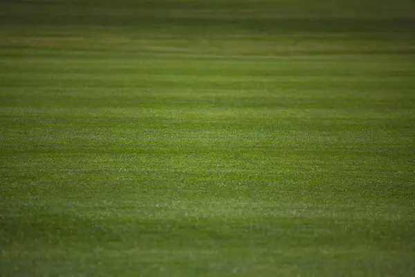 Green Lawn Background Nature Background Green Grass Texture Shallow Depth Stock Photo