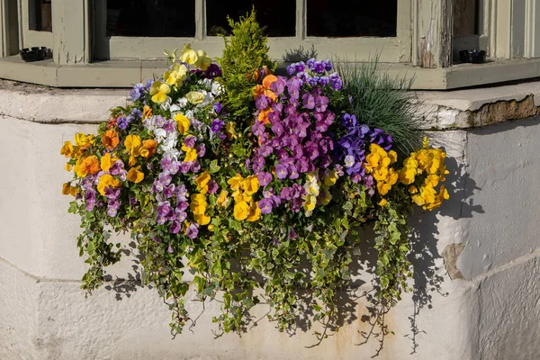 Bloeiende Gele Oranje Paarse Violette Viola Bloemen Een Venster — Stockfoto