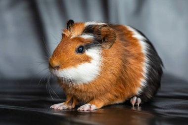 Gine domuzu (Cavia porcellus) popüler bir evcil hayvandır.