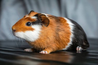 Gine domuzu (Cavia porcellus) popüler bir evcil hayvandır.