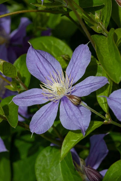 Blue flowering vine Jackman\'s clematis (Clematis Jackmanii) in the summer garden