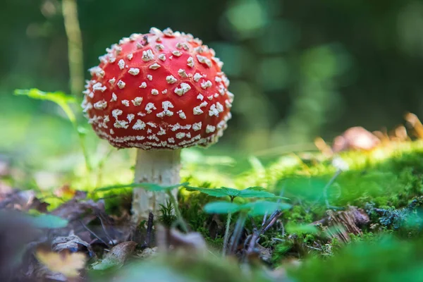 Ядовитый Гриб Агарик Amanita Muscaria Лесу — стоковое фото