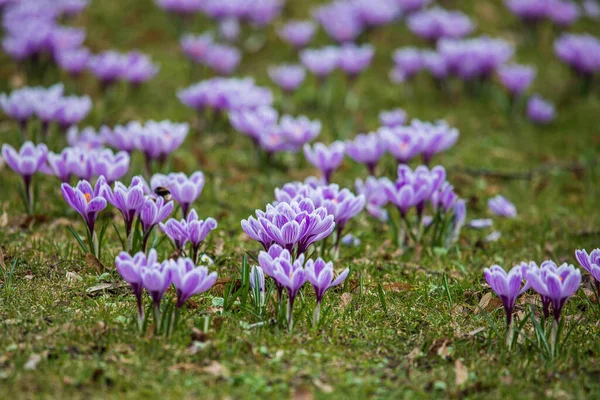 Fiori Croco Viola All Inizio Della Primavera Nel Giardino Bernardinai — Foto Stock