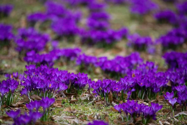 Fiori Croco Viola All Inizio Della Primavera Nel Giardino Bernardinai — Foto Stock