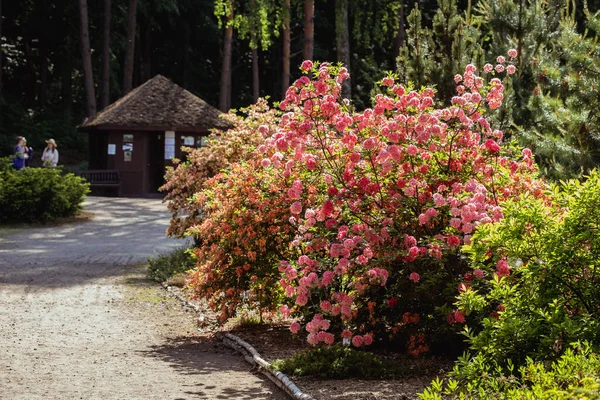 Kairenai Litouwen Mei 2018 Grote Struik Van Roze Rhododendron Botanische — Stockfoto