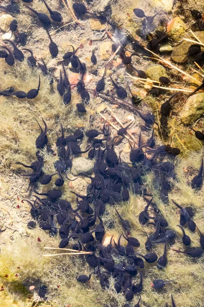 Plenty of tadpoles in the pond water in spring