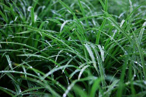Grünes Gras Der Wiese Nahaufnahme Mit Tautropfen Morgen — Stockfoto