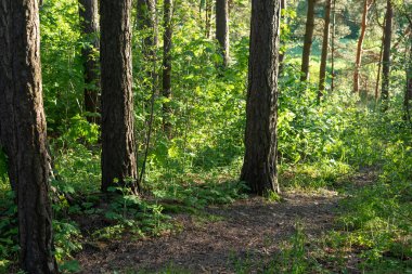Seskines Os (Seskines Özas) çevresindeki pitoresk orman, Vilnius, Litvanya 'daki buzul çağı çakıl tepesi.