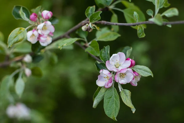 Manzano Malus Domestica Florece Primavera —  Fotos de Stock