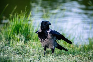 Yeşil çayırdaki kukuletalı karga (Corvus cornix)