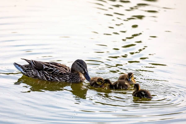 Stockente Anas Platyrhynchos Mit Ihren Küken See — Stockfoto