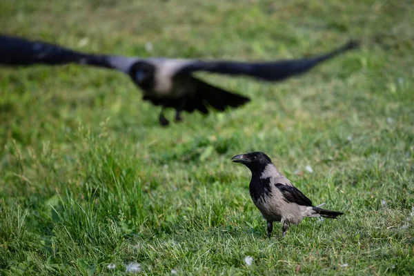 Kraai Met Kap Corvus Cornix Groene Weide — Stockfoto