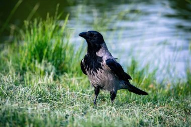 Yeşil çayırdaki kukuletalı karga (Corvus cornix)