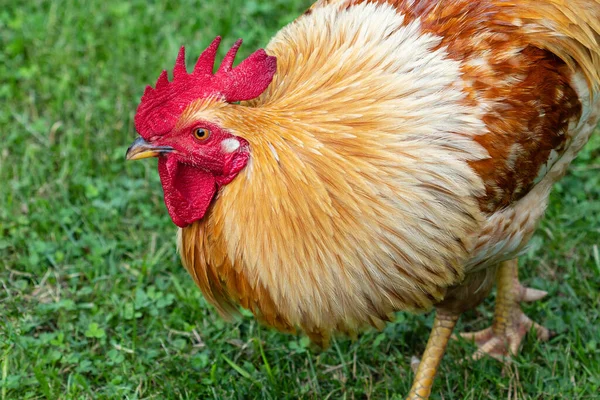 Haan Portret Met Een Grote Rode Roos Kam Karkassen — Stockfoto