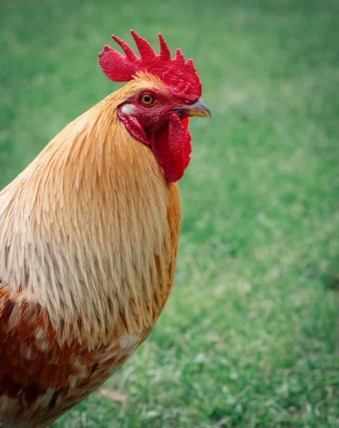 Portrét Kohouta Velkým Červeným Hřebenem Karunami — Stock fotografie