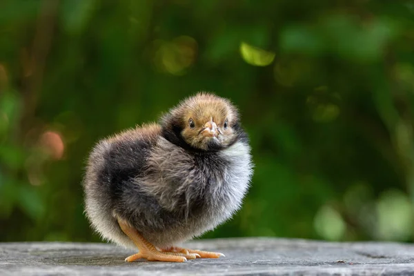 Aranyos Kis Csirke Zöld Kert Mellett Bokeh — Stock Fotó