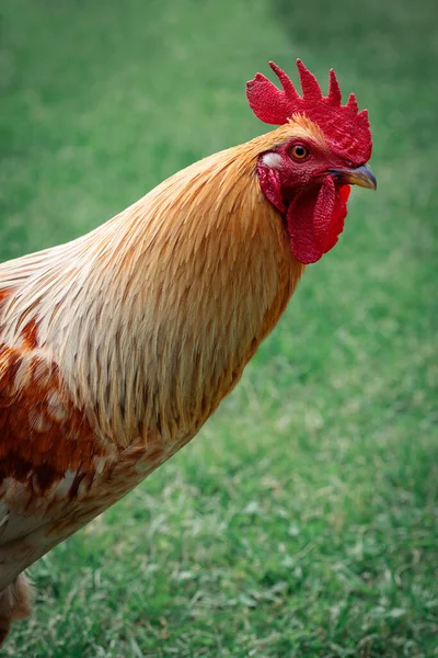 Rooster Portrait Large Red Comb Caruncles — Stock Photo, Image