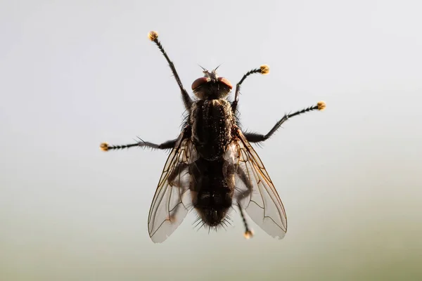 Mouche Blanche Calliphoridae Sur Verre Fenêtre Gros Plan — Photo