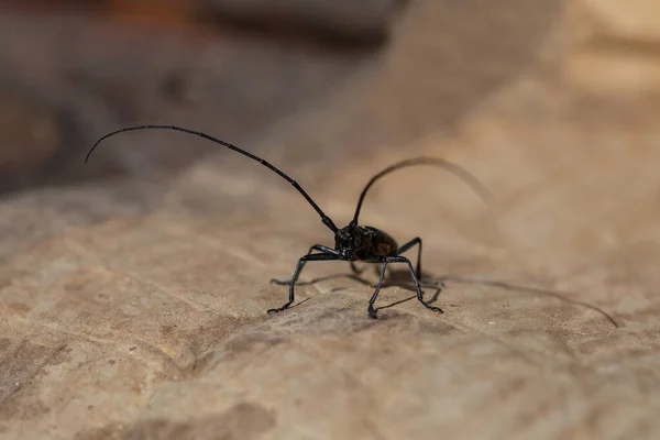 Escarabajo Monochamus Sutor Retrato Primer Plano Desierto —  Fotos de Stock