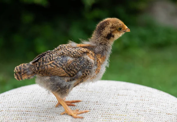 Cute Little Chicken Againtst Zielony Ogród Bokeh — Zdjęcie stockowe