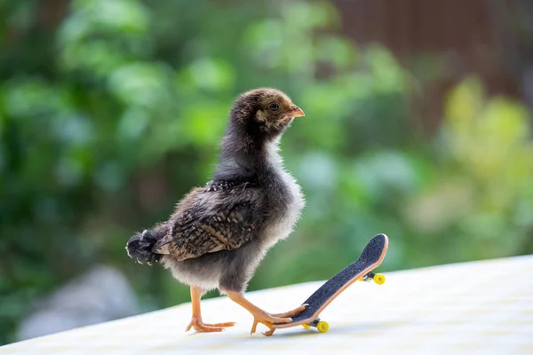 Niedliches Kleines Huhn Steht Auf Einem Winzigen Skateboard Stockfoto