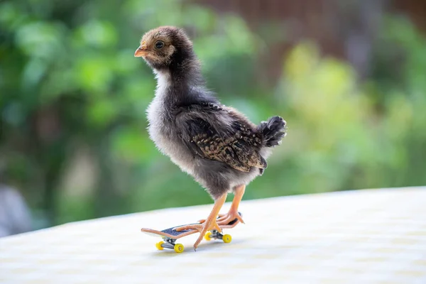 Lindo Pollito Pie Pequeño Monopatín — Foto de Stock