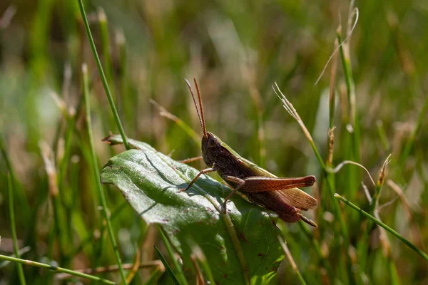 Criquet Pèlerin Chorthippus Dorsatus Sur Feuille Dans Prairie — Photo