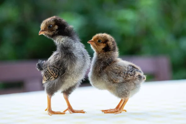 Zwei Niedliche Kleine Hühner Grünen Garten Bokeh — Stockfoto