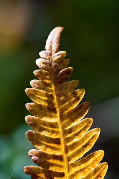 Foglia di felce arancione — Foto Stock