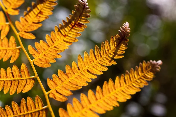 Orange fern leaf — Stock Photo, Image