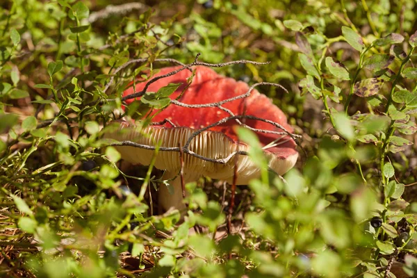 Russula paludosa —  Fotos de Stock