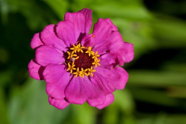 Zinnia elegans