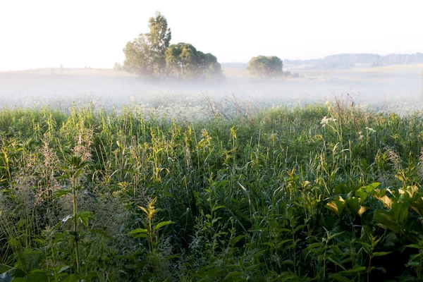 Foggy morning — Stock Photo, Image