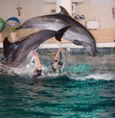 dolphinarium yunus gösterisi