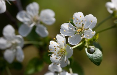 Tatlı kiraz (Prunus avium)